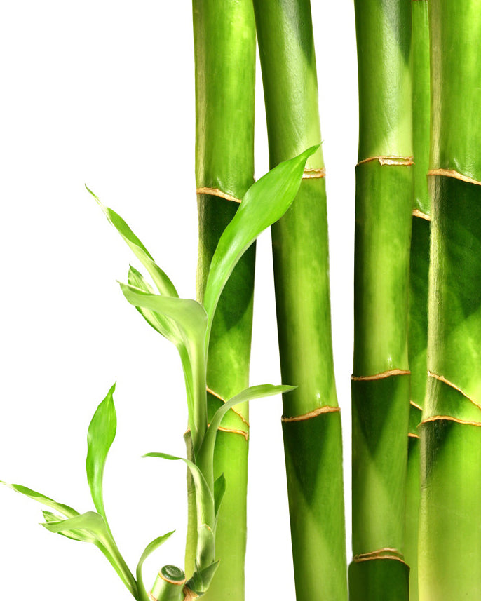 real-fruit-jewelry-acai-bamboo-wood-necklace-earrings-ivory-natural-liliana-salazar