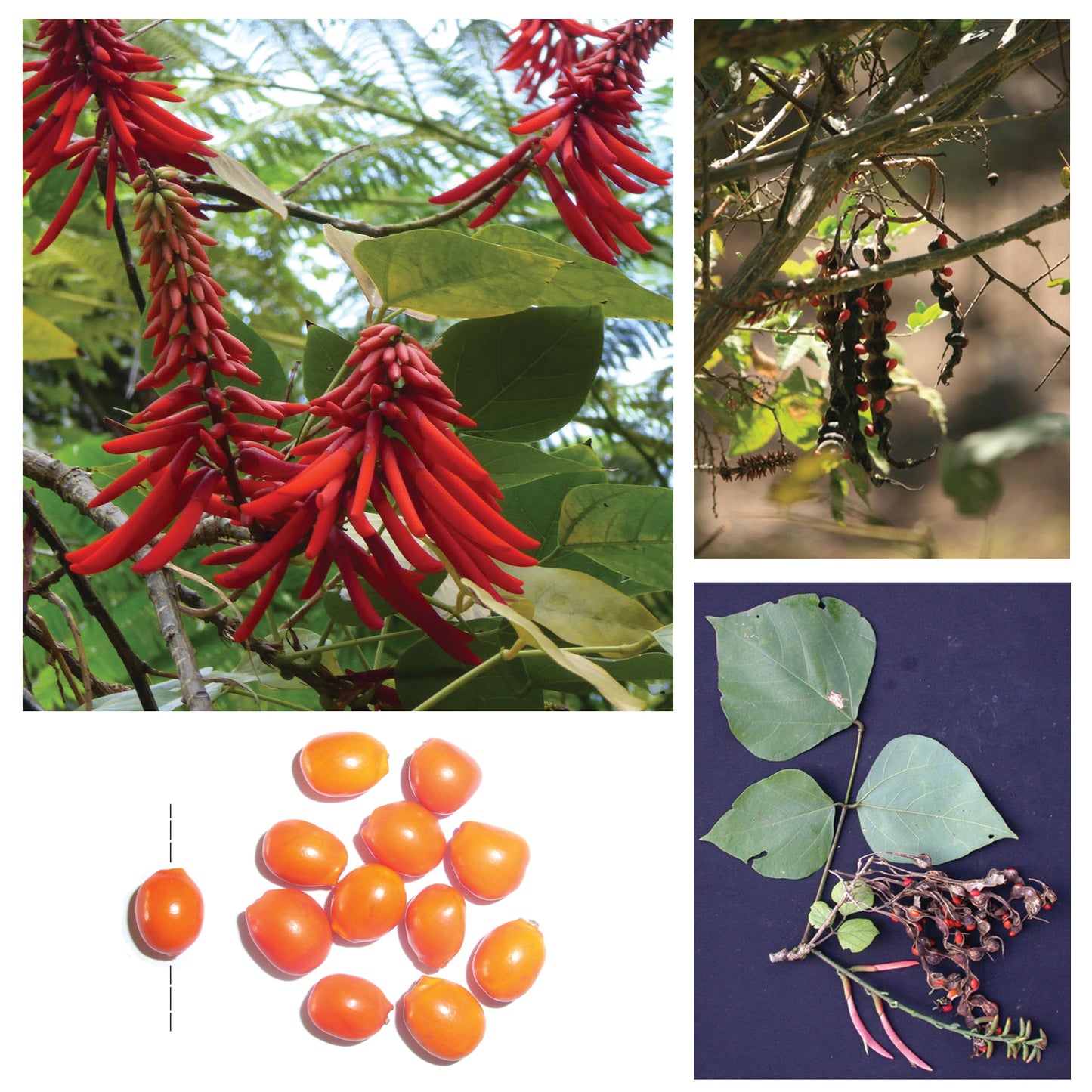 Waterfall of Prosperity