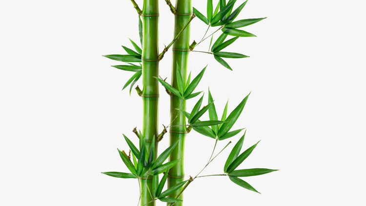 BAMBOO breakthrough