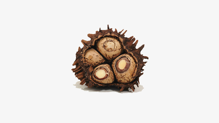 NUTS about you
