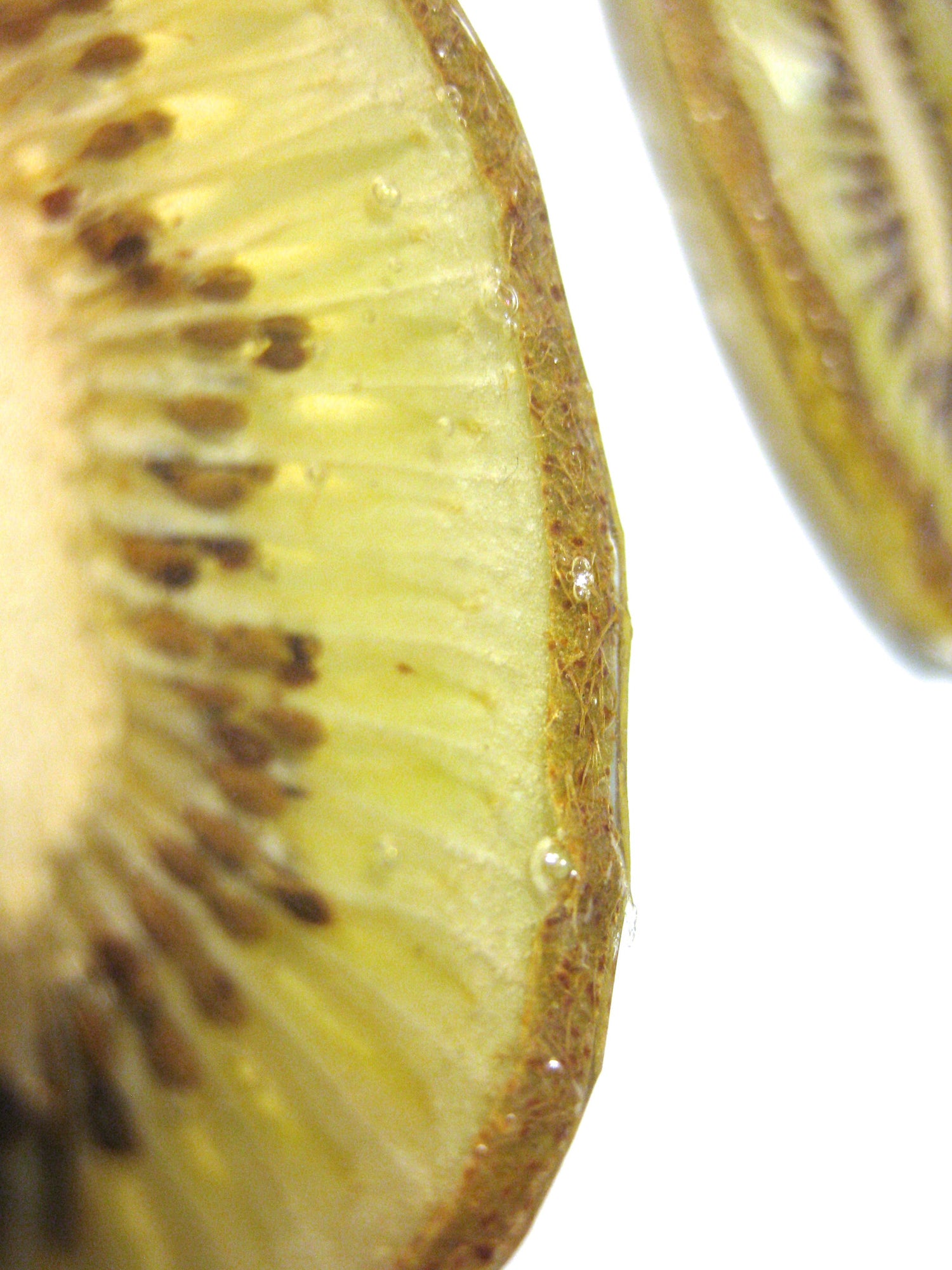 real kiwi earring close up